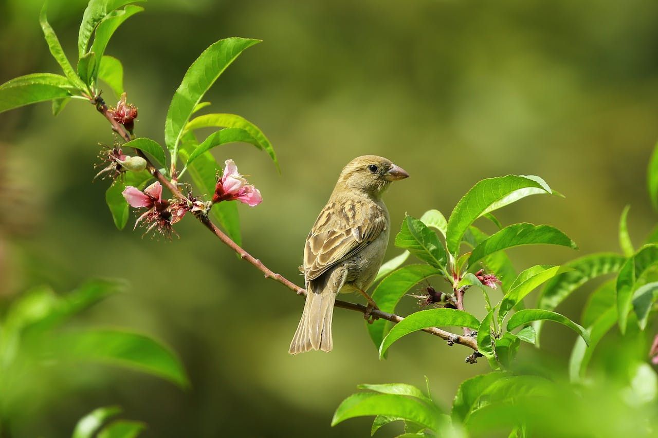 So fördern Sie Artenvielfalt in Ihrem Garten