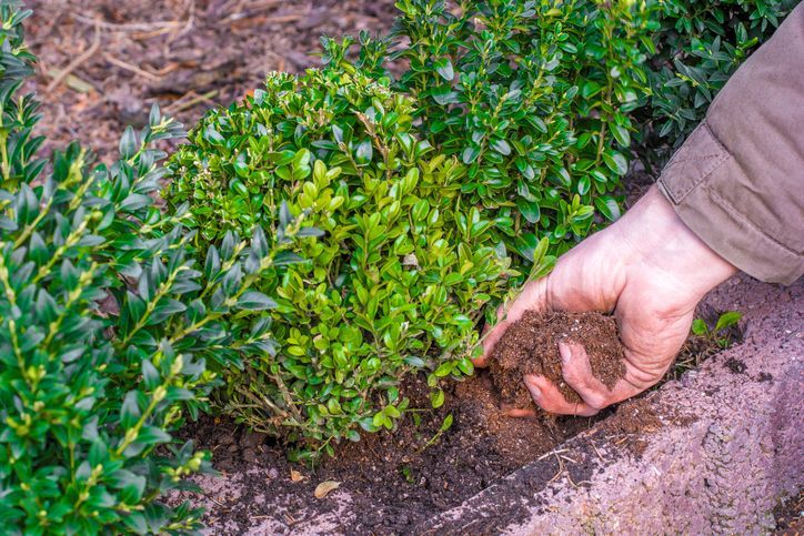 Alles, was Sie über das Düngen Ihrer Hecke wissen müssen