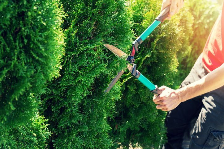 Alles, was Sie über das Schneiden Ihrer Hecke wissen müssen