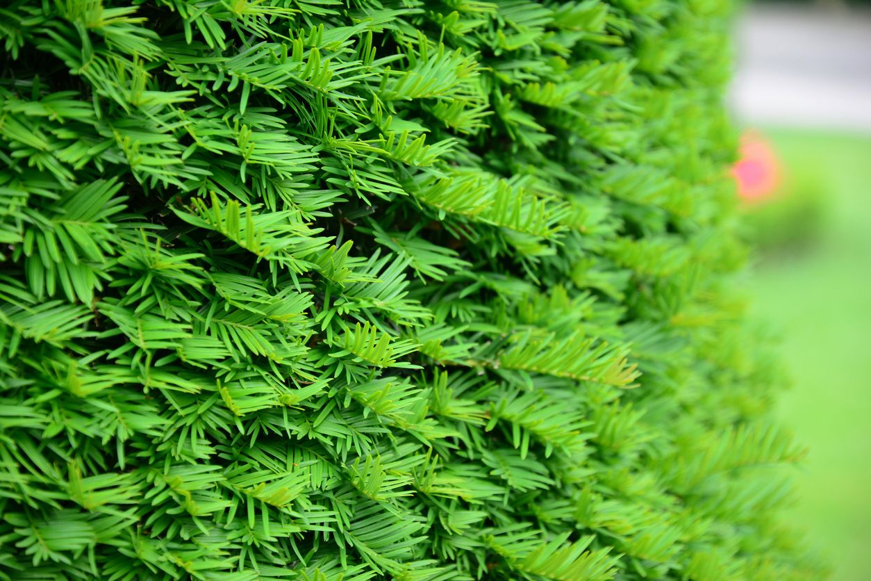 Pflegeleichte, immergrüne Hecke Taxus