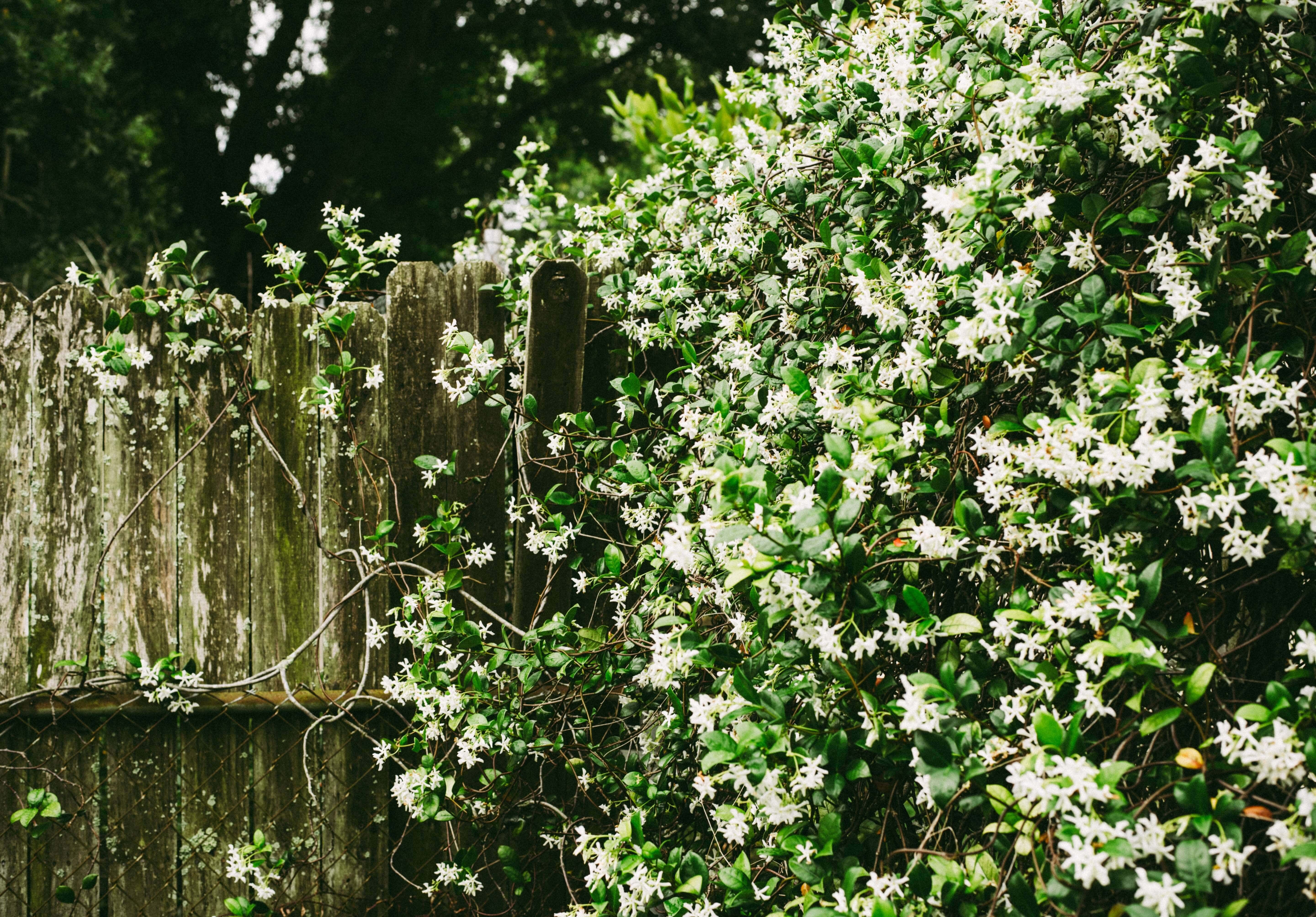 Stark duftende Sträucher für den Garten kaufen