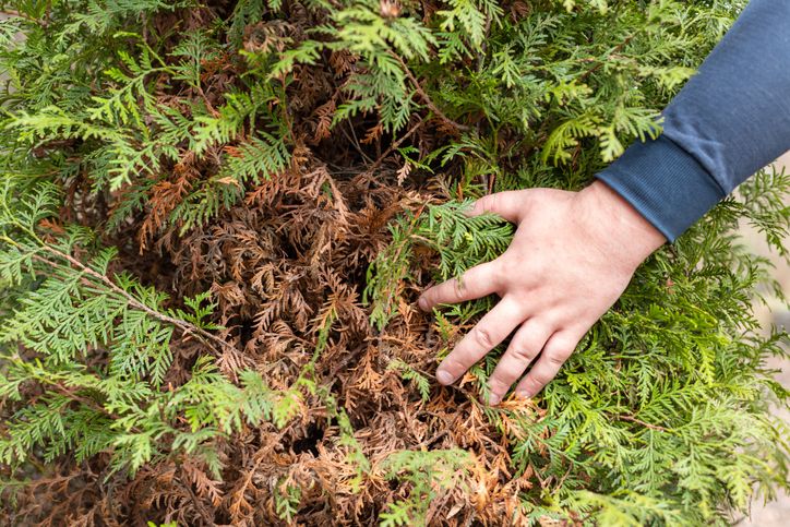 Warum wird meine Thuja 'Smaragd' braun?