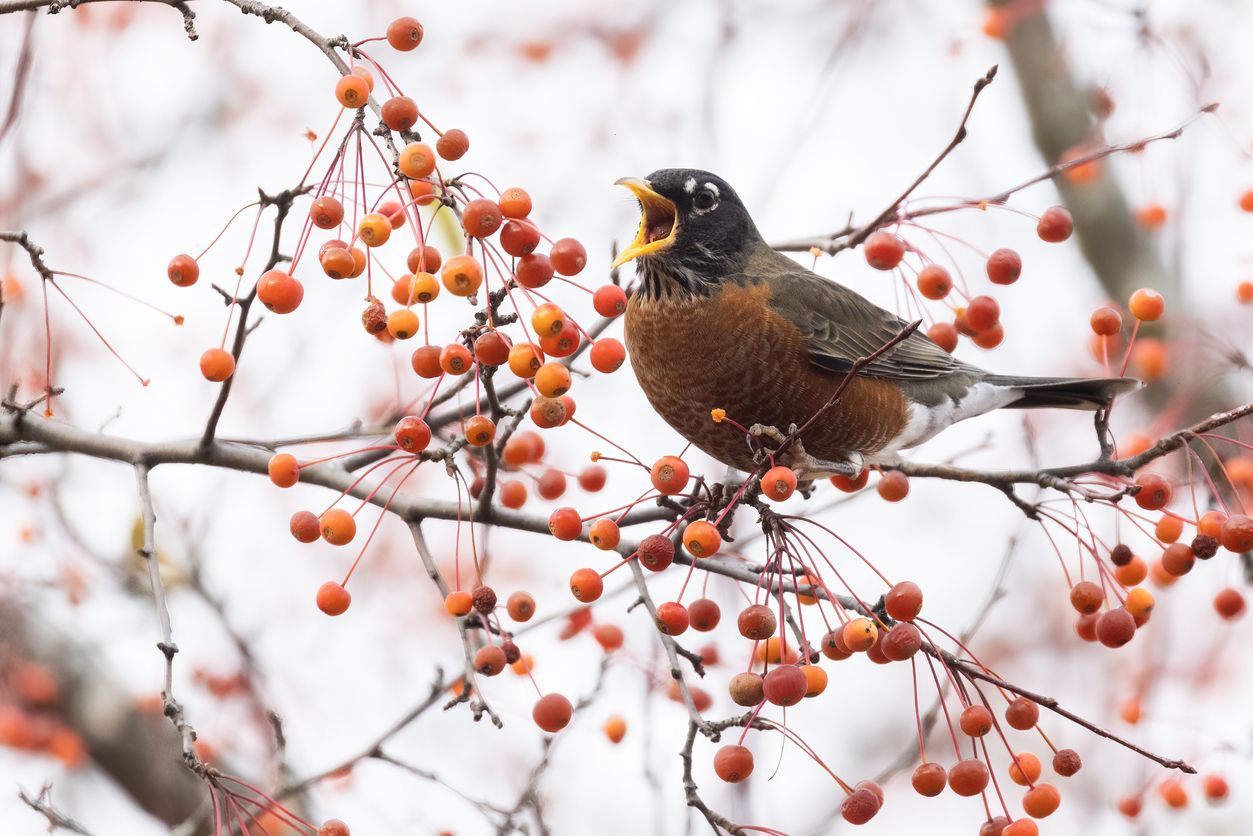 Vogel_im_Wintergarten