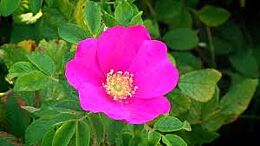 Kartoffelrose (Rosa rugosa)